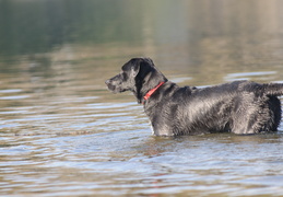 scanning the water